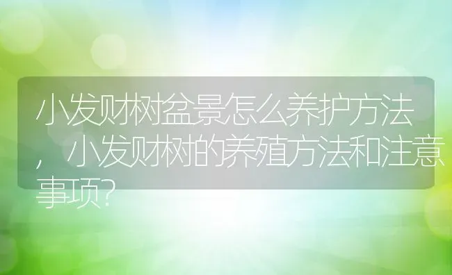 小发财树盆景怎么养护方法,小发财树的养殖方法和注意事项？ | 养殖常见问题