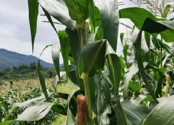 植物常识问题|夏玉米高产栽培技术要点（夏季种植玉米要注意什么措施）