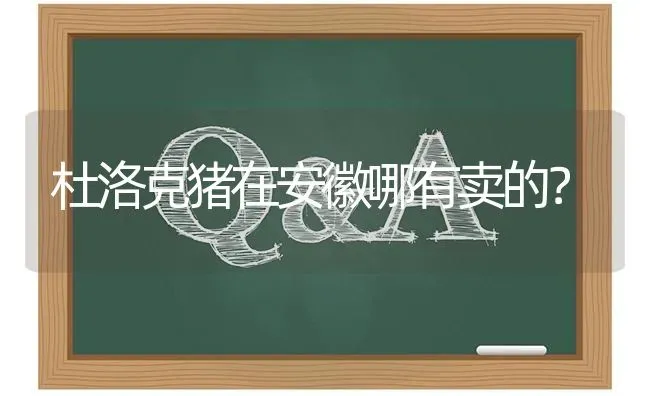 杜洛克猪在安徽哪有卖的? | 养殖问题解答