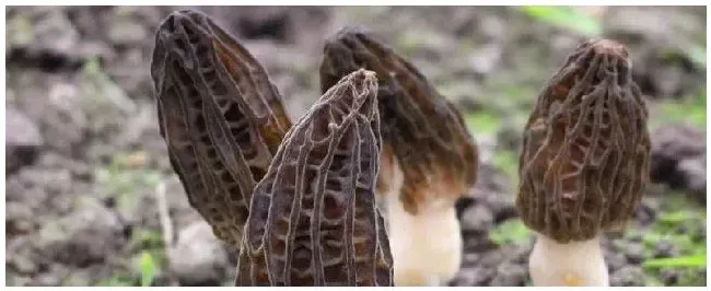 羊肚菌种植技术菌种哪里有售？种植10亩需多少成本 | 农业问题
