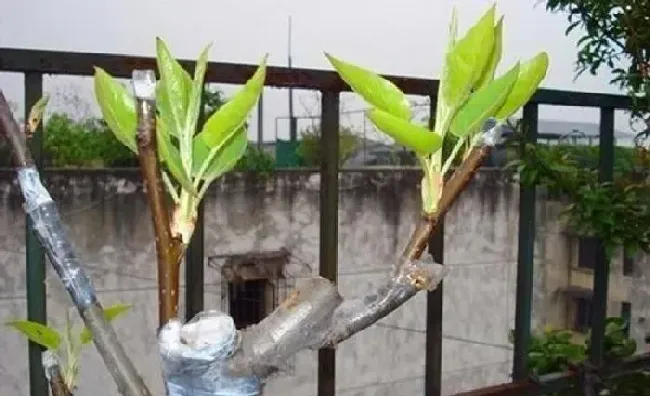 植物常识问题|嫁接花木用什么东西固定捆绑（嫁接花木多长时间拆掉包装）