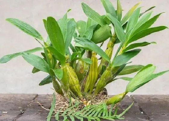植物常识问题|鲜石斛的功效与作用及食用方法
