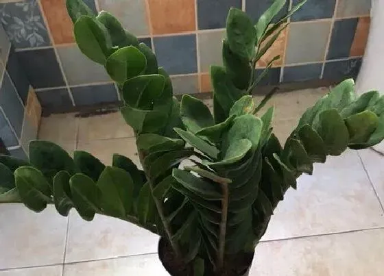 植物常识问题|金钱树怎么养护能够爆盆