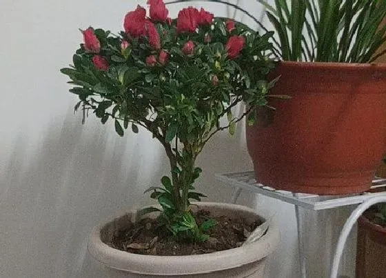 植物常识问题|杜鹃花换盆前如何进行修剪