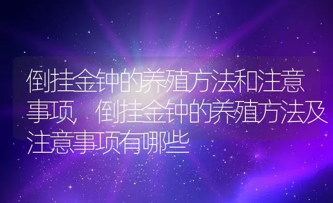 倒挂金钟的养殖方法和注意事项,倒挂金钟的养殖方法及注意事项有哪些 | 养殖常见问题