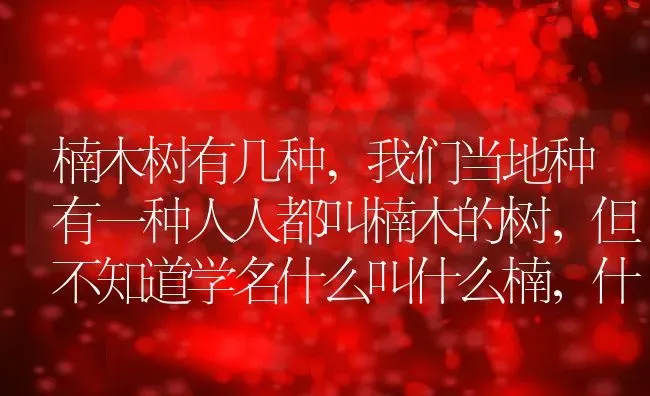 楠木树有几种,我们当地种有一种人人都叫楠木的树，但不知道学名什么叫什么楠，什么属？ | 养殖常见问题