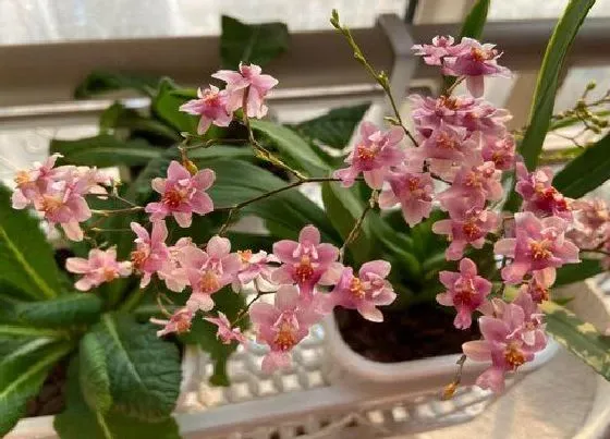 植物常识问题|兰花用什么肥料容易开花