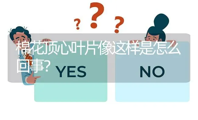 棉花顶心叶片像这样是怎么回事? | 养殖问题解答