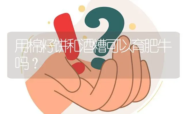 用棉籽饼和酒糟可以育肥牛吗? | 养殖问题解答