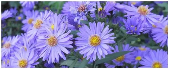 种植格桑花注意事项 | 三农问答