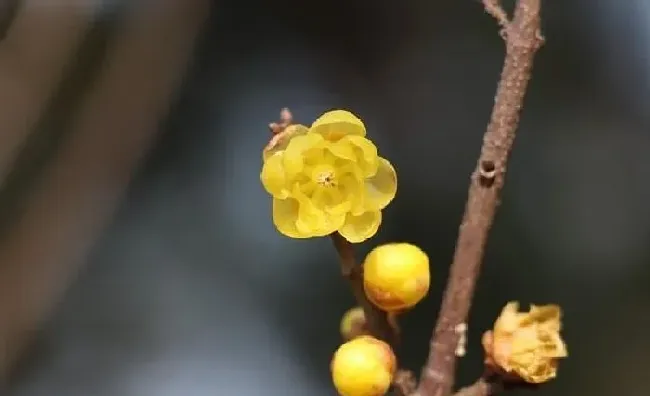 植物常识问题|梅花十大稀有品种