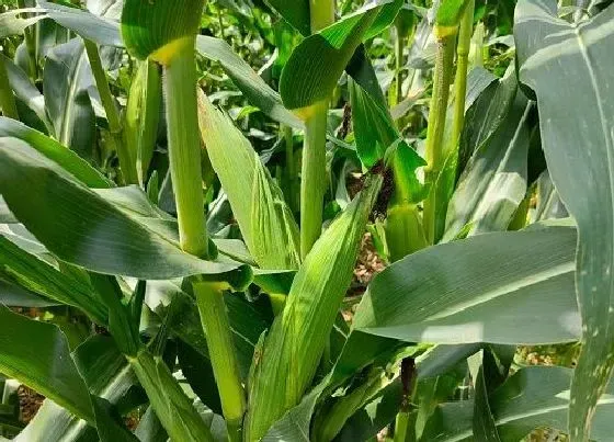 植物常识问题|夏玉米高产栽培技术要点（夏季种植玉米要注意什么措施）