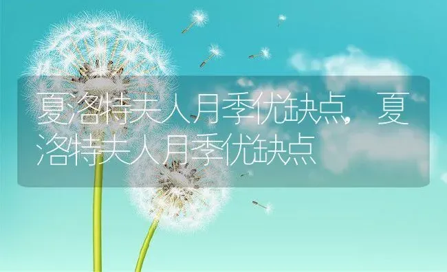 夏洛特夫人月季优缺点,夏洛特夫人月季优缺点 | 养殖常见问题