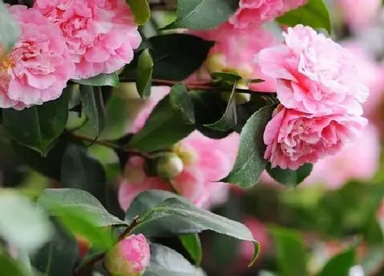 植物常识问题|茶花养护不能忽视的几个要点