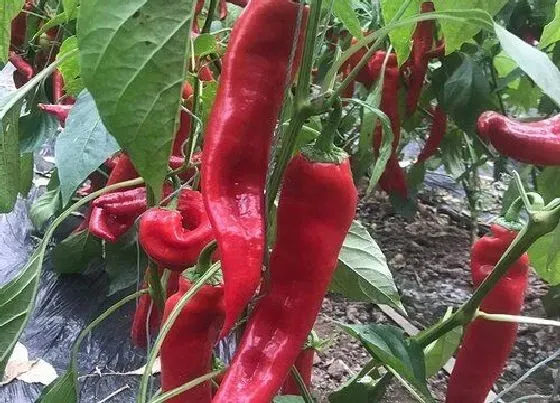 植物常识问题|辣椒上面铺盖黑色薄膜的原因