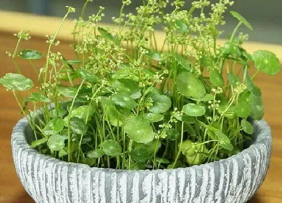 植物常识问题|铜钱草越长越瘦弱需要怎么改善