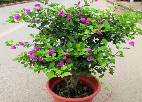 植物常识问题|用什么养护三角梅越养越旺
