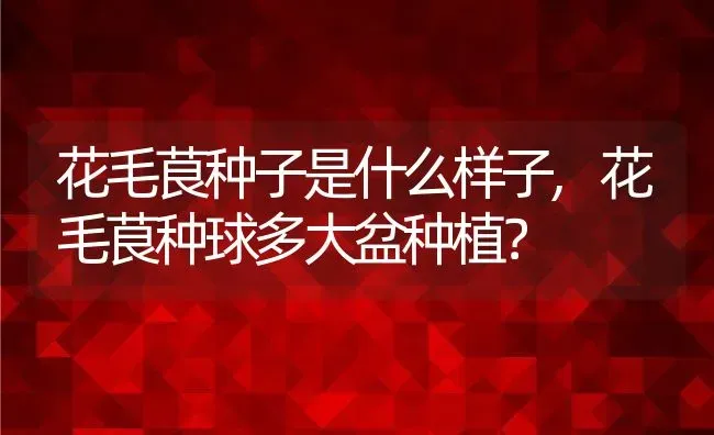 花毛茛种子是什么样子,花毛茛种球多大盆种植？ | 养殖常见问题