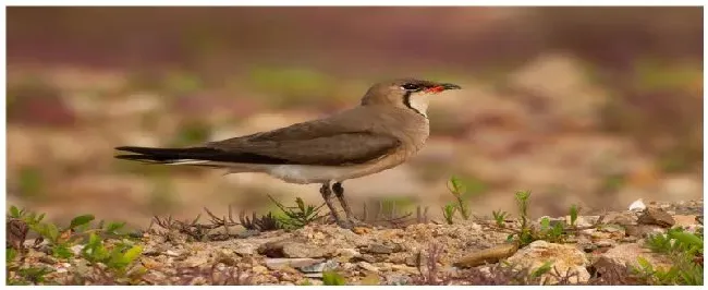 鱼鳞燕鸟吃什么食 | 农业问题