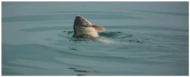 鲤鱼公母的区别 | 三农答疑