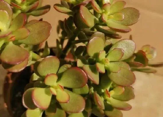 植物常识问题|怎么养玉树长成形态优美的老桩
