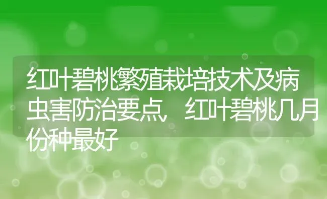 红叶碧桃繁殖栽培技术及病虫害防治要点,红叶碧桃几月份种最好 | 养殖常见问题