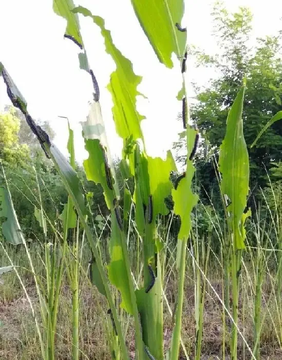 植物常识问题|水稻卷叶虫钻心虫用什么农药（水稻钻心虫用什么药最管用）