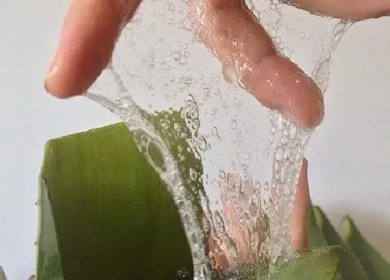植物常识问题|用生芦荟擦脸的步骤  新鲜芦荟怎么处理才能涂脸