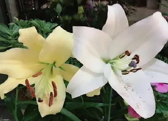 植物常识问题|过生日送百合花代表什么意思 朋友生日送百合花的寓意