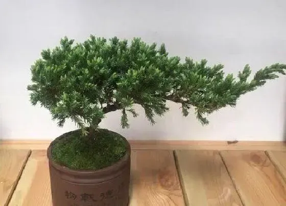 植物常识问题|中国十大盆景排名