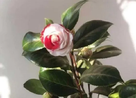 植物常识问题|茶花的花苞和新芽如何区分