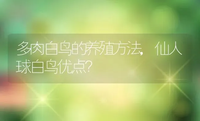 多肉白鸟的养殖方法,仙人球白鸟优点？ | 养殖常见问题