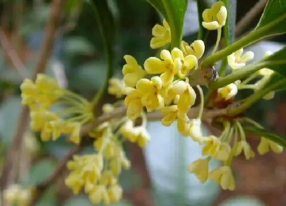 植物常识问题|桂花修剪后如何追肥