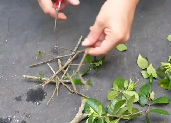 植物常识问题|栀子花如何扦插花朵就能满枝头