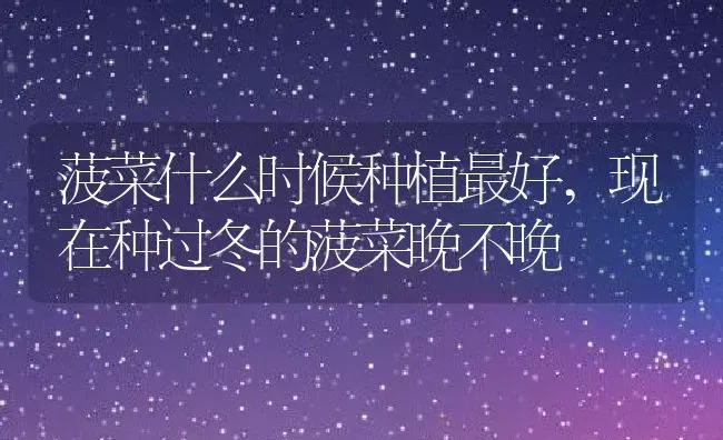 菠菜什么时候种植最好,现在种过冬的菠菜晚不晚 | 养殖常见问题