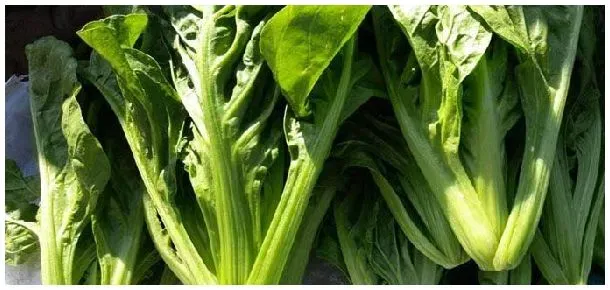 牛皮菜几月份种植 | 生活常识