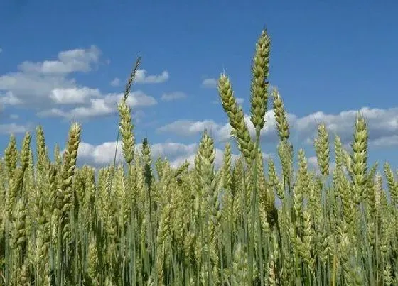 植物常识问题|小麦旺长用什么药控制（冬季小麦什么时候打控旺效果好）