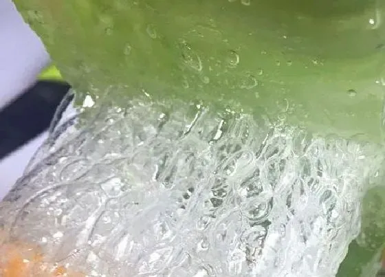 植物常识问题|用生芦荟擦脸的步骤  新鲜芦荟怎么处理才能涂脸