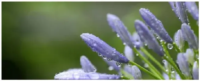 抑制植物不开花的农药 | 三农问答