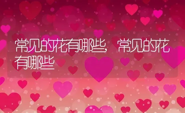 常见的花有哪些,常见的花有哪些 | 养殖常见问题