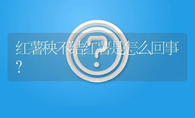 红薯秧不结红薯是怎么回事? | 养殖问题解答