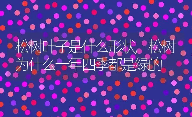 松树叶子是什么形状,松树为什么一年四季都是绿的 | 养殖常见问题