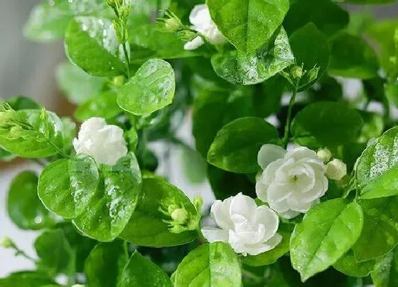 植物常识问题|茉莉花的功效与作用
