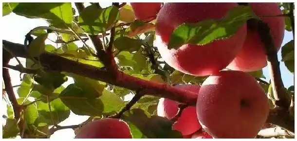 苹果树春季修剪技术 | 三农问答