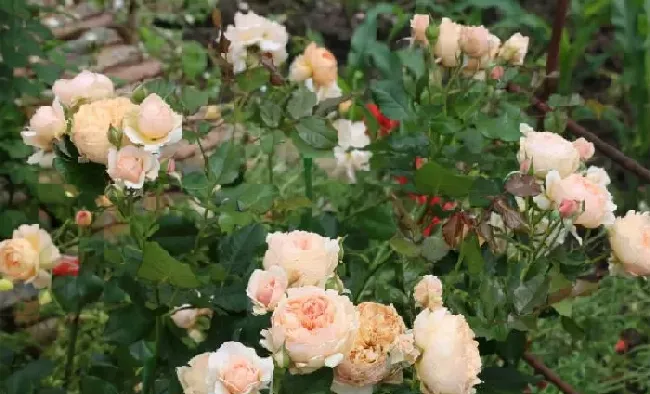 植物常识问题|最稀有的月季花品种名称及图片（经典名贵月季花品种排行榜）