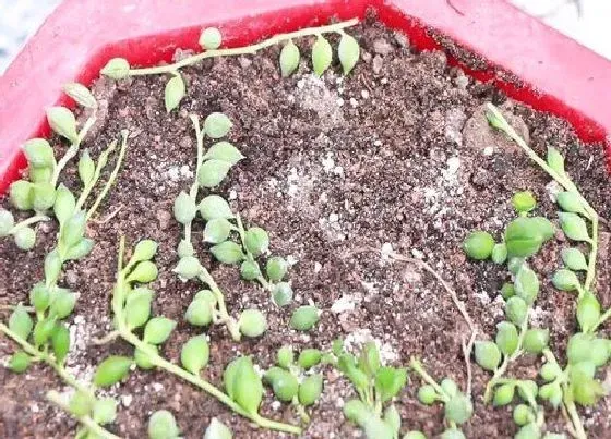 植物常识问题|佛珠吊兰如何扦插养护