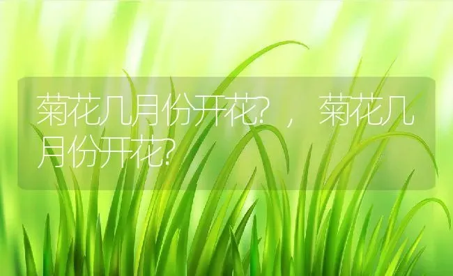 菊花几月份开花?,菊花几月份开花? | 养殖常见问题