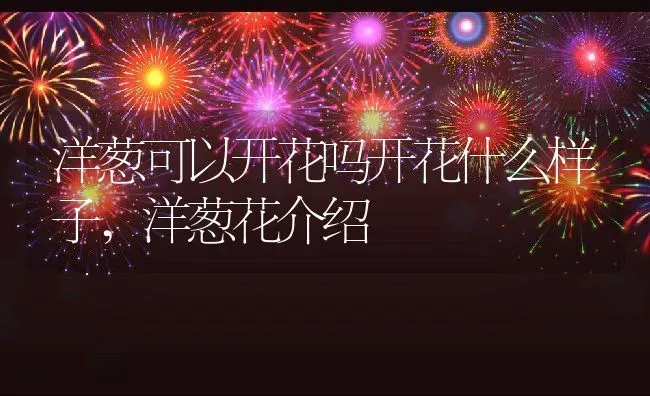 洋葱可以开花吗开花什么样子,洋葱花介绍 | 养殖常见问题