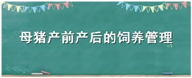 母猪产前产后的饲养管理 | 三农答疑