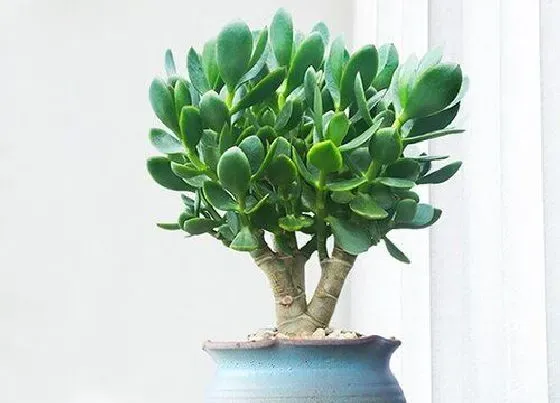 植物常识问题|怎么养玉树长成形态优美的老桩